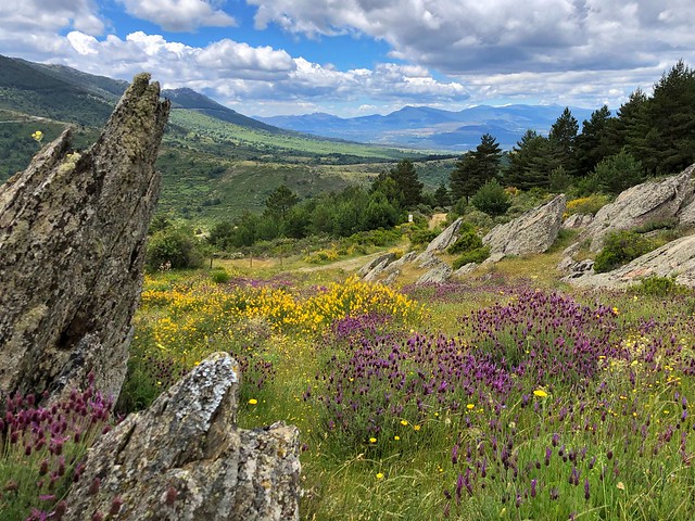 FV Broker Inmobiliario ofrece ideas para disfrutar de la zona noroeste de Madrid: disfrutar de buenos paseos por los bosques y la naturaleza.
